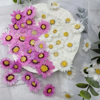 60 adet Preslenmiş Kurutulmuş Beyaz/Mor Rhodanthe Manglesii Çiçek Bitki Herbaryum Takı Kartpostal telefon kılıfı İmi Zanaat DIY