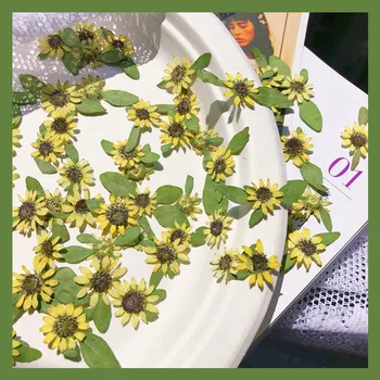 60 adet Preslenmiş Kurutulmuş Mini 1-2cm Ayçiçeği Çiçek Bitki Herbaryum Takı Kartpostal Davetiye Kartı telefon kılıfı İmi DIY